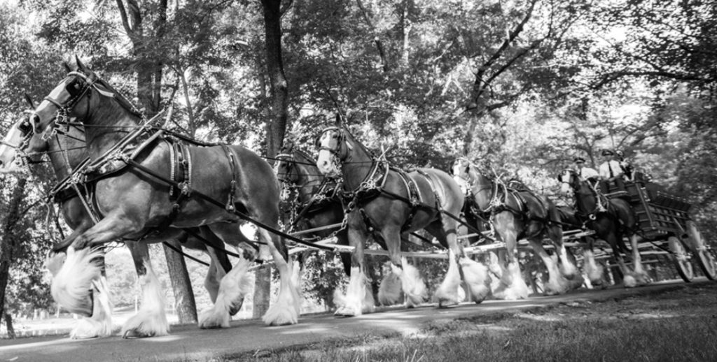 Bud Clydesdales